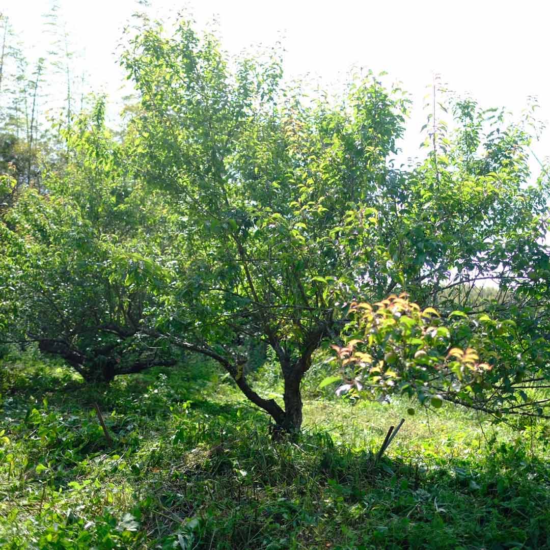 ��ͽ����ս�λ�ۻ���β�����(�ߴ�����)/1kg��3kg��5kg/6����ܡ�����ͽ��