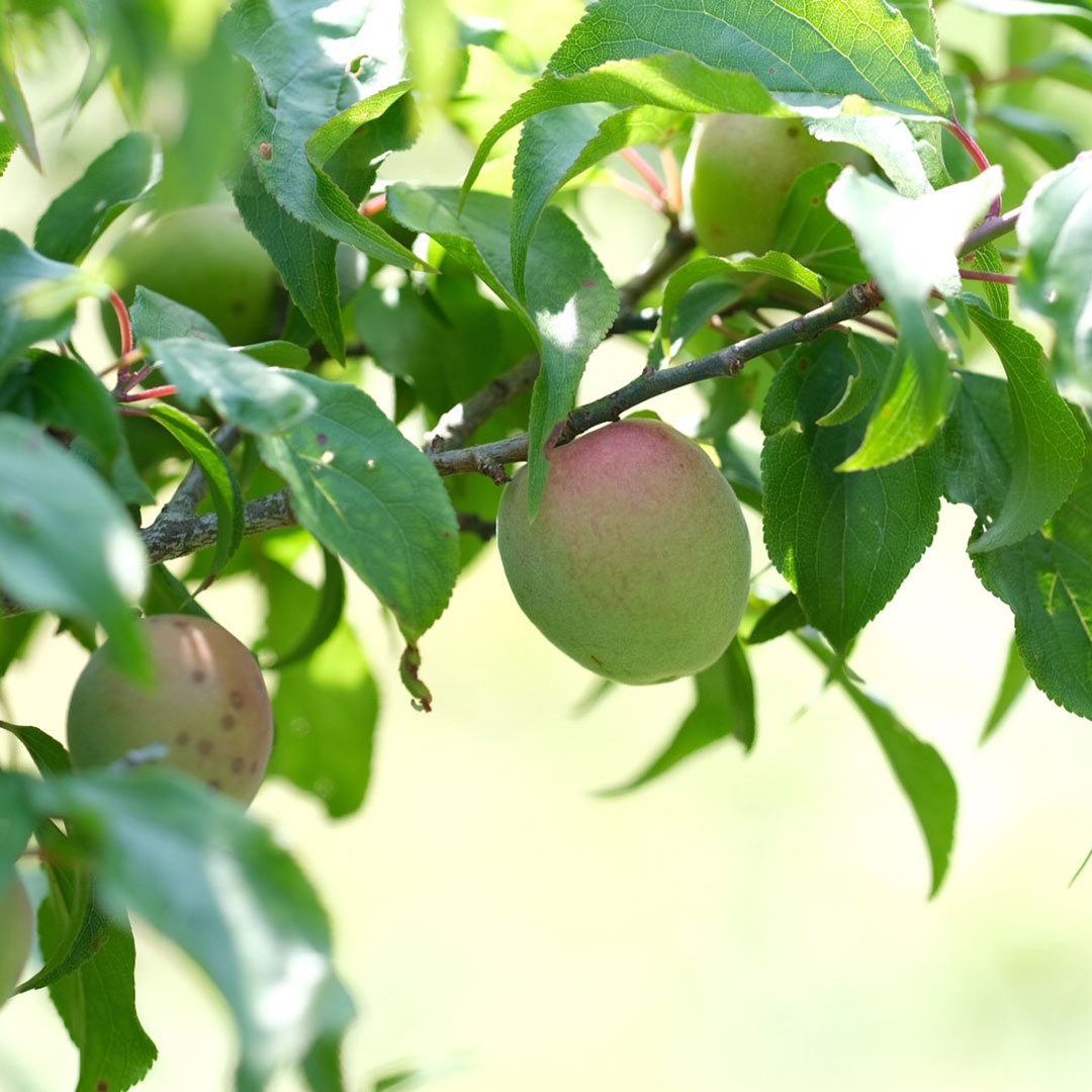 ��ͽ����ս�λ�ۻ���β�����(�ߴ�����)/1kg��3kg��5kg/6����ܡ�����ͽ��