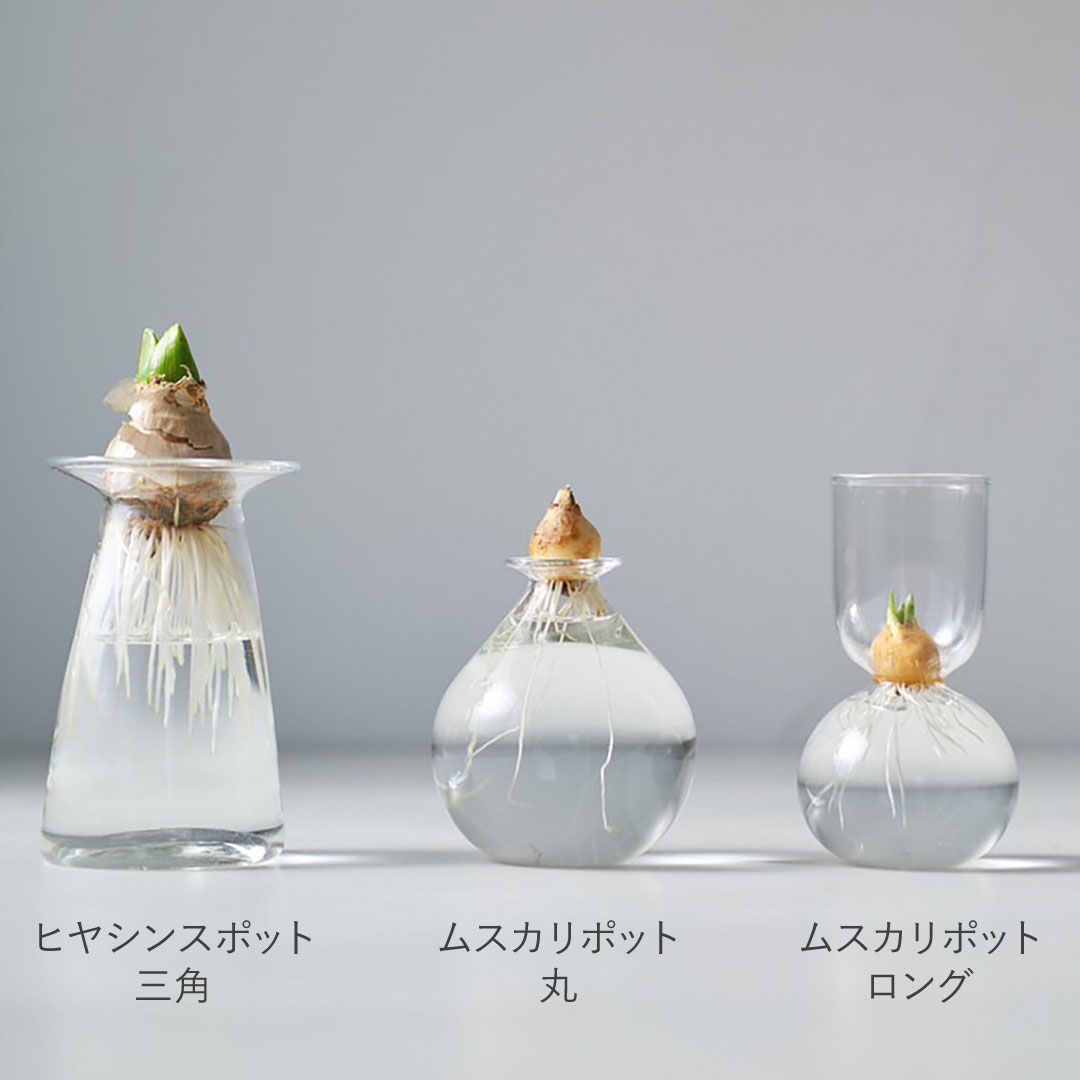 フランス ヴィンテージ ガラス ヒヤシンスポット 水栽培 ヒヤシンスポット/丸 | さこうゆうこ | 糸島くらし×ここのき