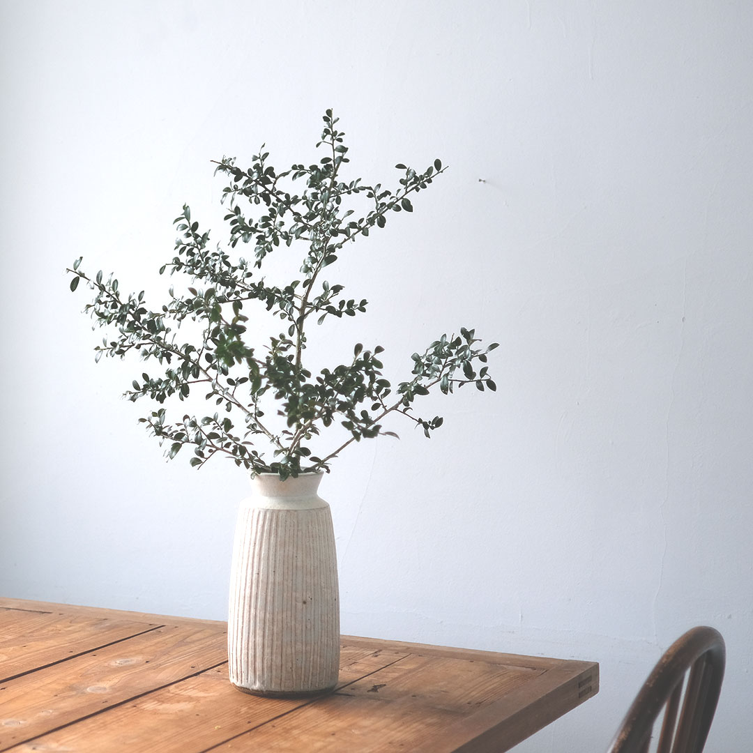 �����ܥ꡼��/���Τ�����