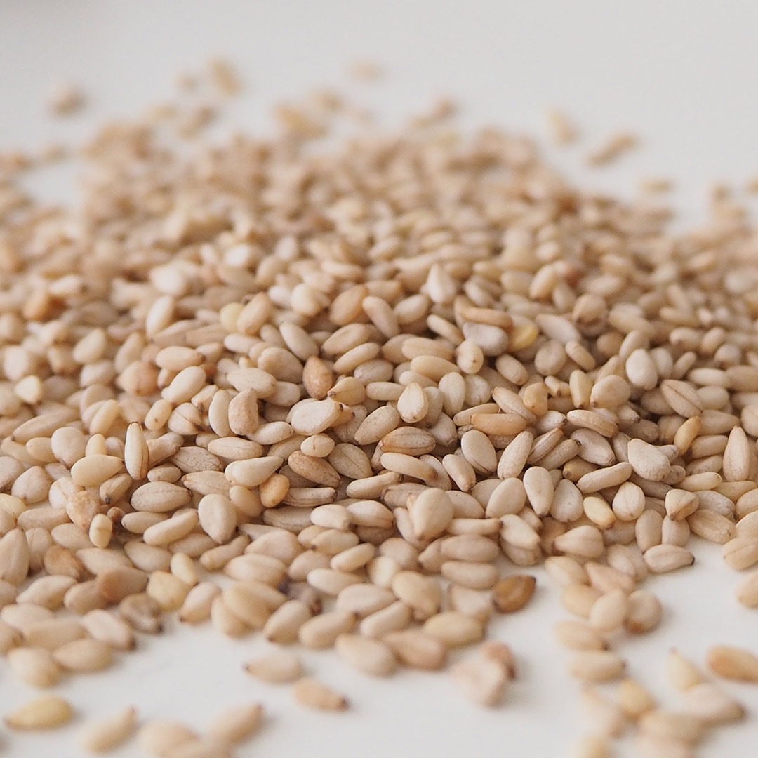 ごまお SPINGEAR - KOMA OHRURI