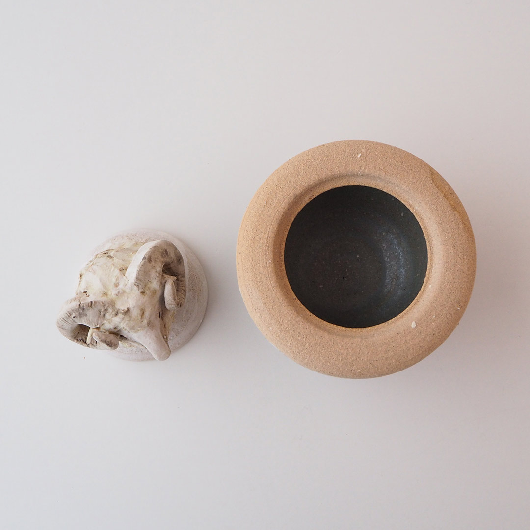 �Ӥγ�������ʪ