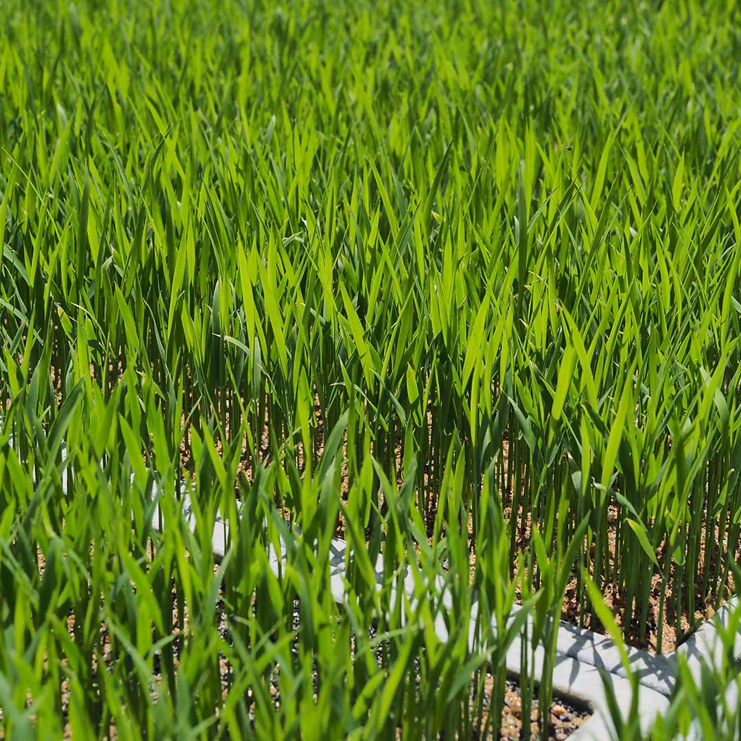 ���£�ǯ�ٻ�/̵��������/10kg