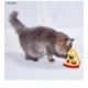 猫用おもちゃ ワイルドマウス カサコソチーズどろぼう(1個)