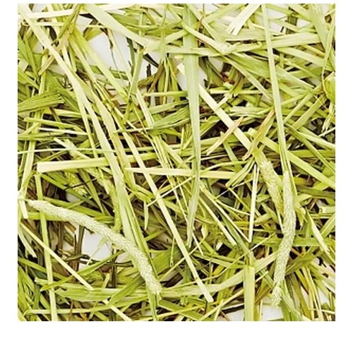 プレミアムチモシー ナチュール ハードタイプ 550g ◆賞味期限 2026年2月