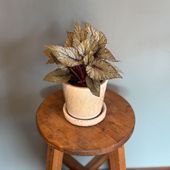 レックスベゴニア