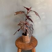 ベゴニア　ピンクミンクス