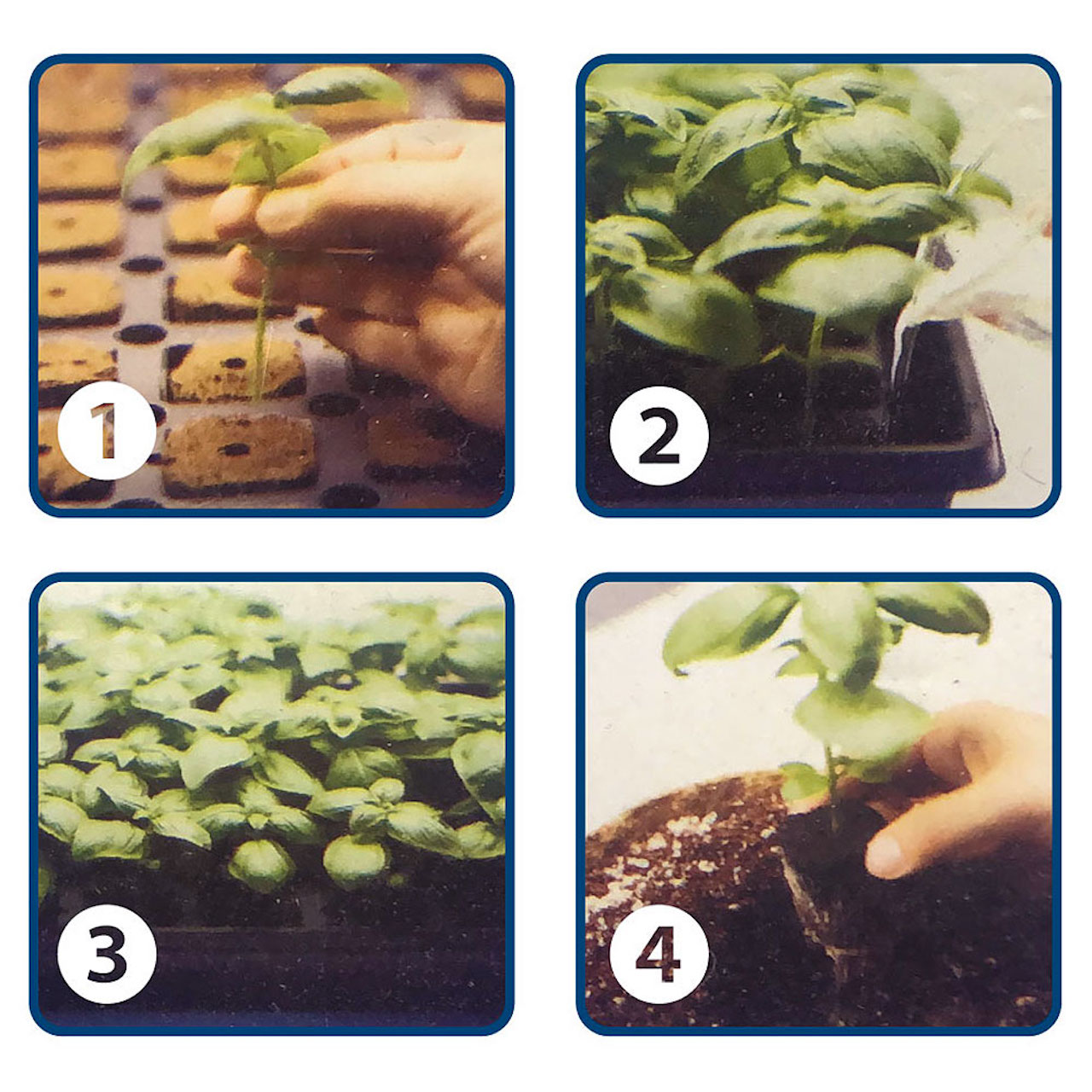 GH Rapid Rooter Tray & Plugs ラピッドルーター トレイ＆プラグ（トレイ付き育苗用プラグ）