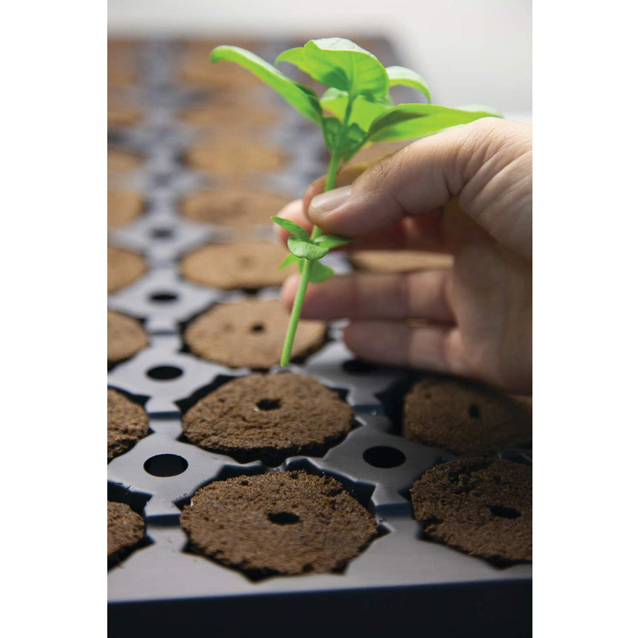 GH Rapid Rooter Replacement Plugs - 50/Pack ラピッドルーター プラグ（育苗用プラグ 詰替用 50コ入）