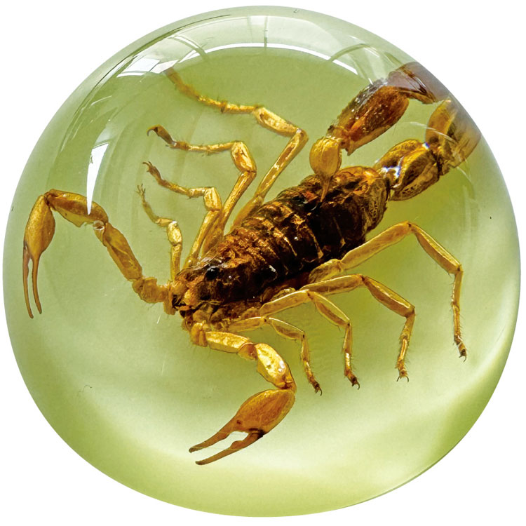 スコーピオン ドロップ ペーパーウェイト（蓄光 / グロウ）高さ3×直径6cm サソリ 置物