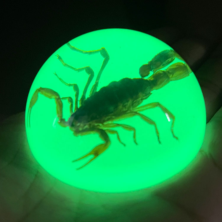 スコーピオン ドロップ ペーパーウェイト（蓄光 / グロウ）高さ3×直径6cm サソリ 置物
