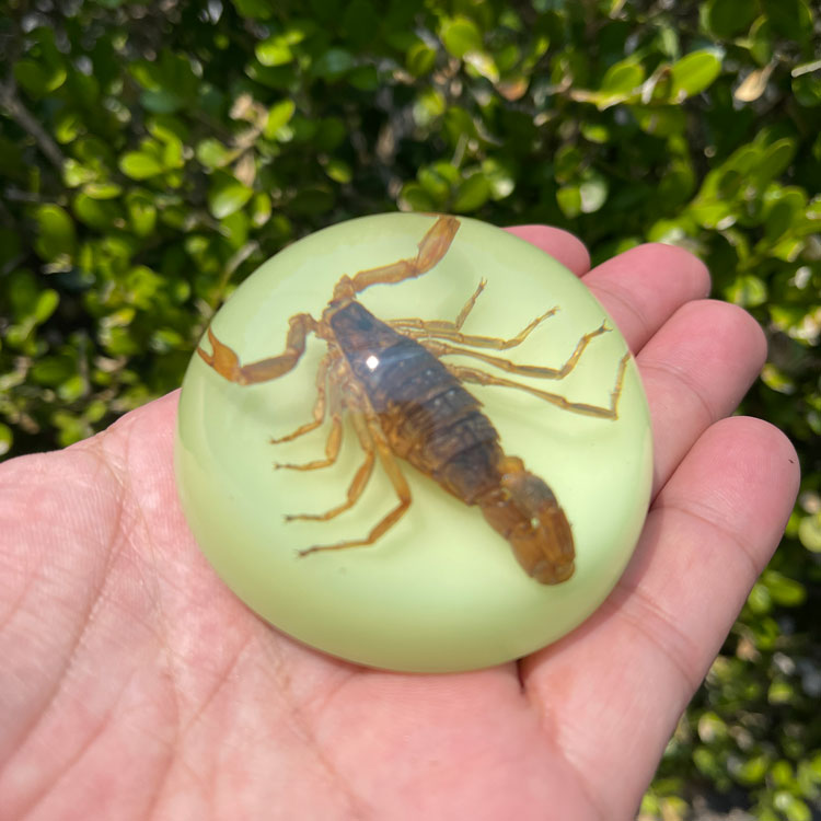 スコーピオン ドロップ ペーパーウェイト（蓄光 / グロウ）高さ3×直径6cm サソリ 置物