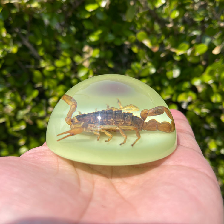 スコーピオン ドロップ ペーパーウェイト（蓄光 / グロウ）高さ3×直径6cm サソリ 置物