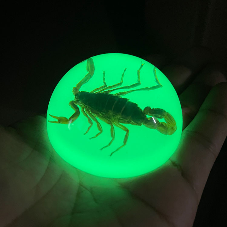 スコーピオン ドロップ ペーパーウェイト（蓄光 / グロウ）高さ3×直径6cm サソリ 置物