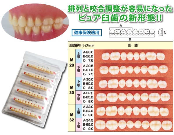 ピュアα臼歯 | 人工歯,アクリルレジン歯,ピュアα臼歯 | カムネッツ