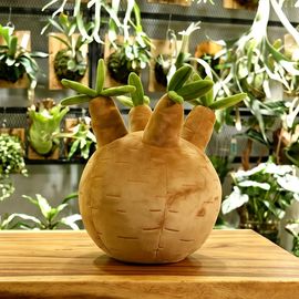 BIBIPLANTS(�ӥӥץ���) ��ʪ�̤�����ߥ��å���� �ѥ��ݥǥ����॰�饭�ꥹ �ӥ�����ץ��� ����ʪ ������ NPG-NP102 JAN:4589946149210 ��������������ꡦ����󥻥��Բġ��̳�ƻ����Υ�������Բġ� -�᡼����ľ��-