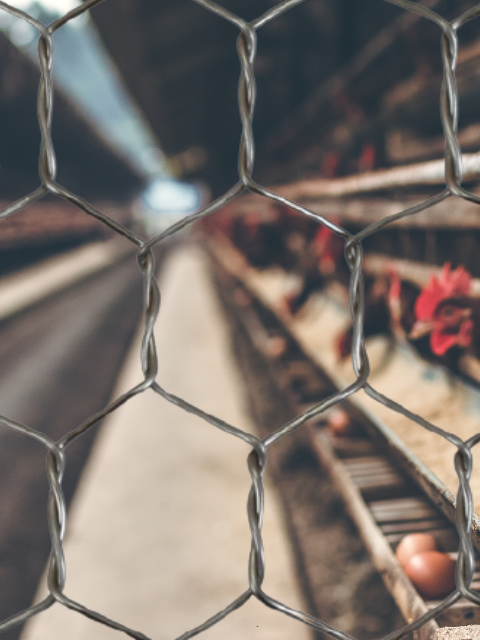 ���ƥ�쥹���ö��֡���20��16mm��