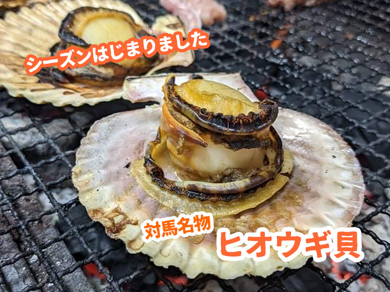 今が旬 ヒオウギ貝 15枚 枚 25枚 30枚 すべての商品 対馬の自然食の店 コノソレナチュラルファクトリー