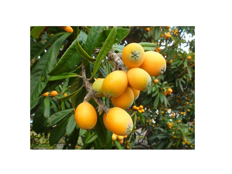 ڤӤμ老ӡɿƦʤɤˡۤӤμ500ˡ