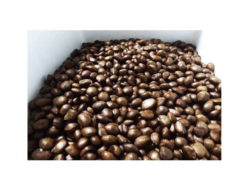 ڤӤμ老ӡɿƦʤɤˡۤӤμ500ˡ