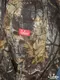 �����եѥ�� Chef Pants SemiwideTimber Camo