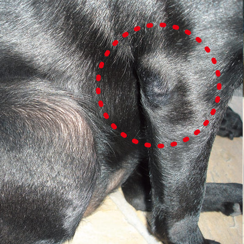 ひじダコがこんなにきれいに！（使用後）