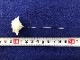 500716<br>�ڥͥåȿ��о��¤�֥ǡ������磻�䡼�դ�<br>���� 1��ñ�� ������ �إåɥɥ쥹 �����塼���� �������塼�� �����ץ� �ϥ�ɥᥤ�� �ɥ쥹 ������� �����ǥ��� �֥饤���� ���ơ��� ���� ȯɽ�� ��ͷ���� ���� ��° ��°�� �� ���եۥ磻�� �����ܥ����