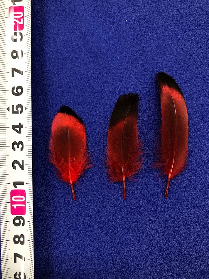 åF-68䡡̵ʤ꼡轪λ