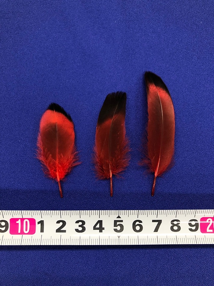 åF-68䡡̵ʤ꼡轪λ