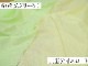 160257<br>�ߥ륭���Хå����ƥ�
