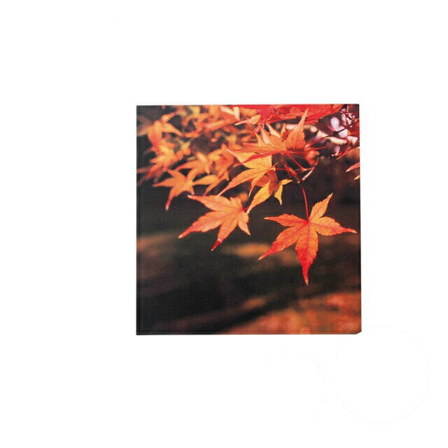 懐石盆 尺0.5寸 角雅 赤紅葉裏白塗 和美作日 Wabisabi（3-043-04)