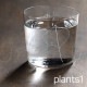 木村硝子店 plants 全3種 ロックグラス 300ml（17807・17808・17809）