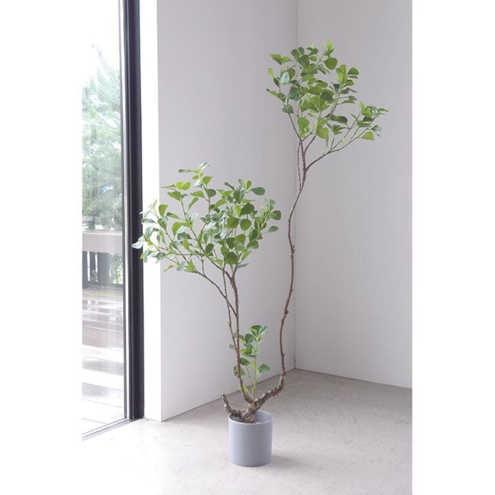 フィカス・ラグサン