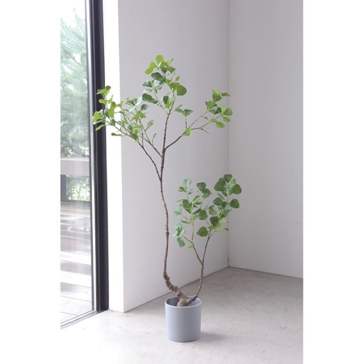 フィカス・ムーディリティ