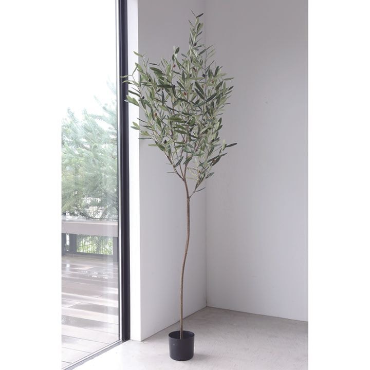 オリーブ・バーチカル