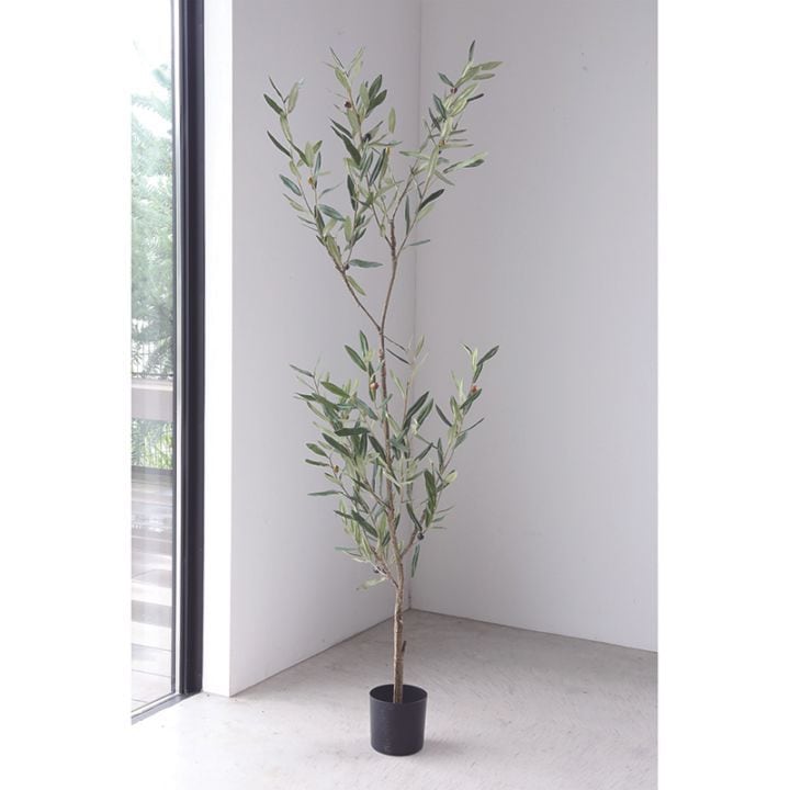 オリーブ・アバランジ