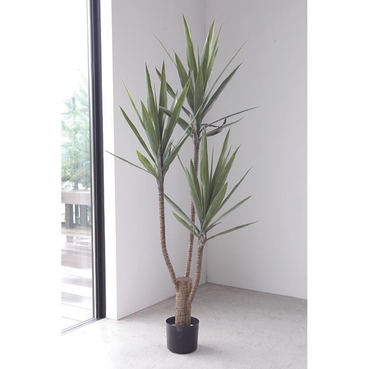 ユッカ・トロイボレル