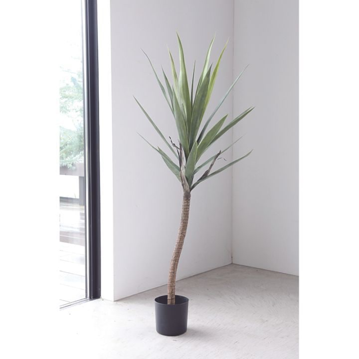 ユッカ・ドーブセイル