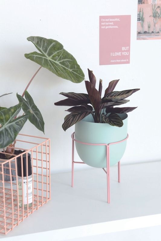 アトモス・ロースタンドポット