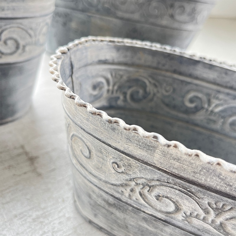 ブラヘア　カルカレア　シルバー　15号鉢つき　特大レア株❗ ブラヘア カルカレア シルバー 15号鉢つき 特大レア株❗売り切り特価❗