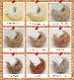 iroiro��wool����������������