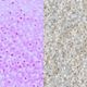 MIYUKI �������ӡ��� �����ɥӡ��� �ڴݾ��ӡ�����2mm��11/0�� ��-4