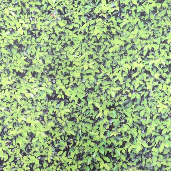 生地 ポリエステルオックスデジタルプリント リーフ柄 【70×100cm