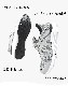 ������ �����٥å� XEBEC �˥å��Ǻ� ���� ���å������ JSAA����A��ǧ���� �������å� ����åݥ� �����եƥ������塼�� 85144