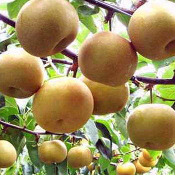 7ǯͽ/ᾦʡƣࡧ餫֤餫˭1016(4.8kg)H-55