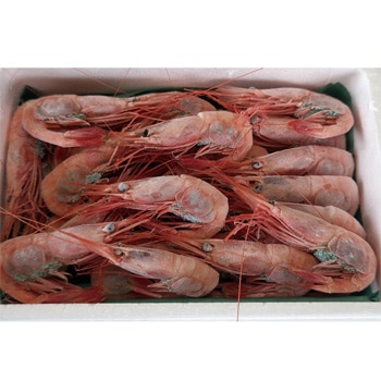 �дݴֱۡ����֥��� ʡ��ť���500g��