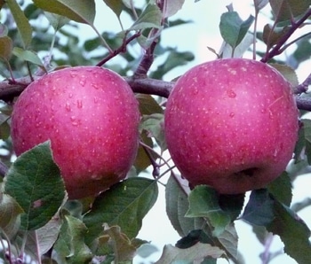 令和6年度分予約受付中/季節商品】富山県魚津産「サンふじ/加積りんご