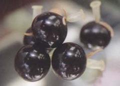 貰ֶ 15ޡ Ťǳ夲ʡ̾ʪΤʤΰ