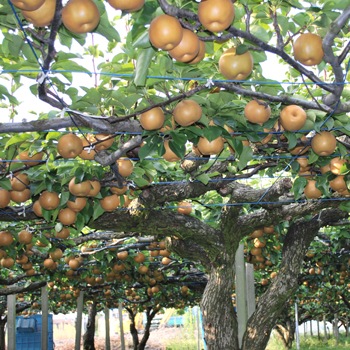 7ǯʬ ͽսλۻë:Ⱪֹ 5kg12()