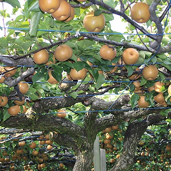 6ǯʬ սλ۸Ⱪֿ16̡10ٻΥեޡǧȤľ ᾦʢ